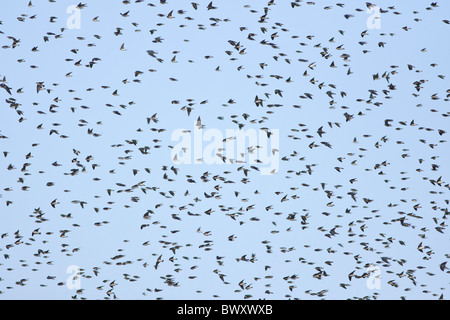 A migrating flock of Tree Swallows at Cape May New Jersey Stock Photo