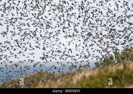 A migrating flock of Tree Swallows at Cape May New Jersey Stock Photo