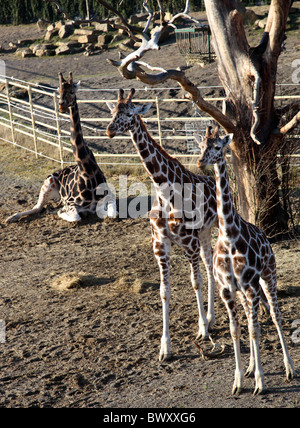 Giraffes, Dublin Zoo, Ireland Stock Photo