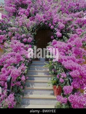 house home garden decorations garden stair flowers pink Bougainvillia Algarve Portugal Stock Photo