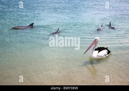 Bottle nosed dolphins Tursiops truncatus approaching the beach at Monkey Mia Western Australia beyond an Australian Pelican Stock Photo