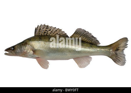 Large pike perch isolated on a white background. Stock Photo
