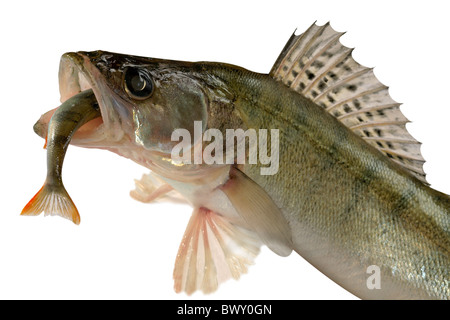 Large pike perch isolated on a white background. Stock Photo