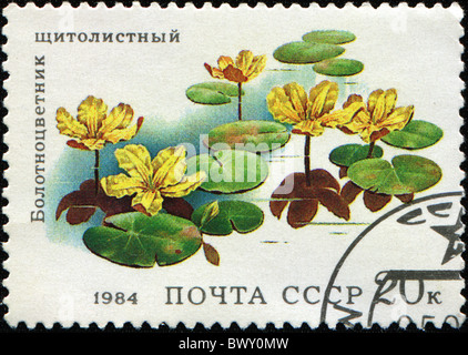 USSR - CIRCA 1984: A stamp printed in the USSR shows flowers Nymphoides peltata, circa 1984 Stock Photo