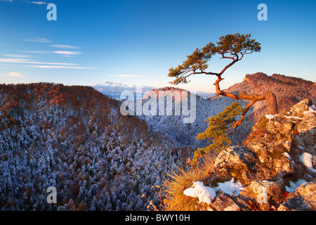 Single tree at Pieniny Mountains, Sokolica Peak, Poland Stock Photo