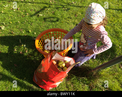 Girl Putting Apples In Bag After Picking Them From Tree In Garden England Stock Photo