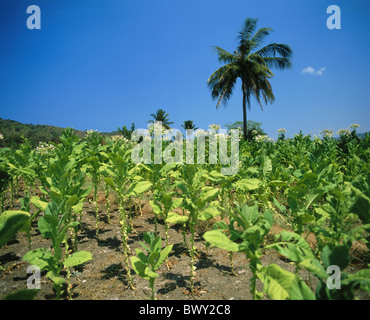 Ilocos Sur province Luzon useful plants Philippines Asia plantation tobacco Stock Photo