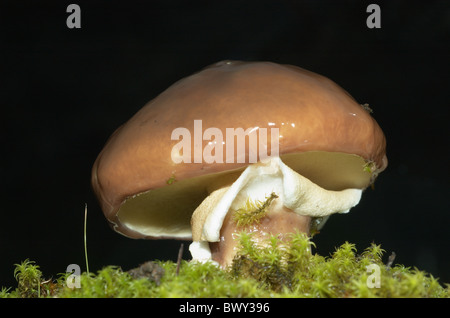 Slippery Jack Bolete ( Suillus luteus) Stock Photo