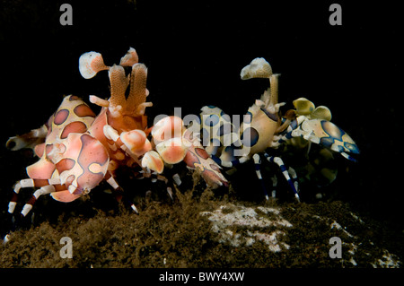 Harlequin-shrimp Hymenocera-elegans Stock Photo