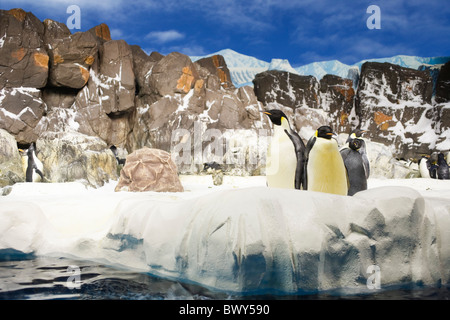 Penguins at San Diego Zoo, San Diego, California, USA Stock Photo