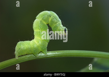 Cabbage Moth caterpillar Stock Photo