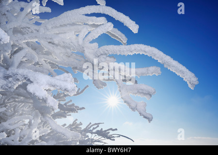 Close-up of Hoar Frost on Tree Branches, Wasserkuppe, Rhon Mountains, Hesse, Germany Stock Photo