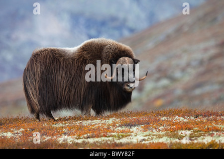 Bull Muskox on Tundra, Dovrefjell–Sunndalsfjella National Park, Norway Stock Photo