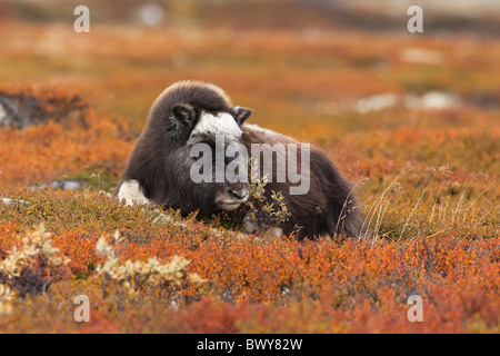 Young Muskox, Dovrefjell–Sunndalsfjella National Park, Norway Stock Photo