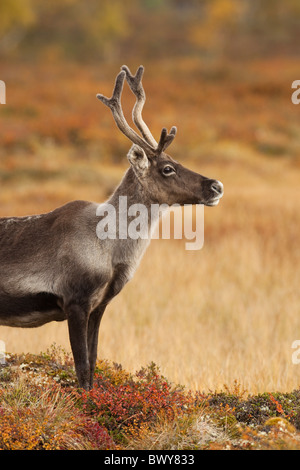 Reindeer, Sweden Stock Photo
