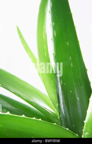Aloe Vera Plant Stock Photo