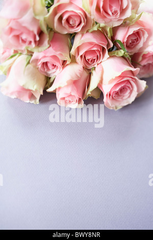 Pink Roses Stock Photo