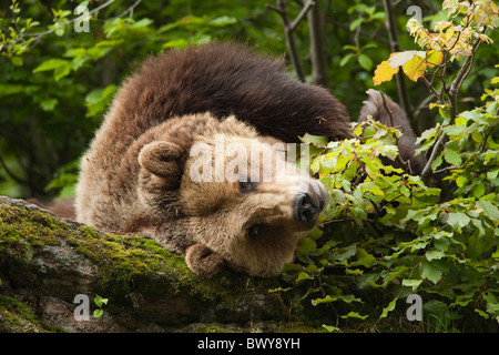 Brown Bear Resting on Rock, Bavarian Forest National Park, Bavaria, Germany Stock Photo