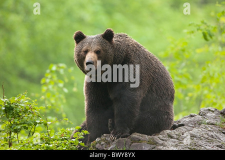 Male Brown Bear Sitting on Rock, Bavarian Forest National Park. Bavaria, Germany Stock Photo
