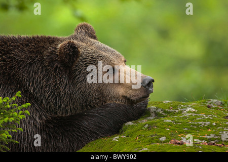 Male Brown Bear Resting on Rock, Bavarian Forest National Park, Bavaria, Germany Stock Photo