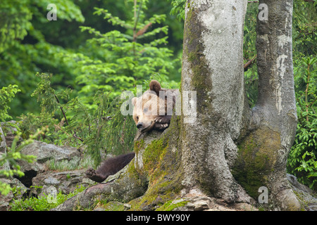 Male Brown Bear Resting on Tree Trunk, Bavarian Forest National Park. Bavaria, Germany Stock Photo