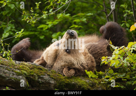 Female Brown Bear Lying on Rock, Bavarian Forest National Park, Bavaria, Germany Stock Photo