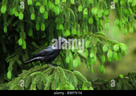 Common Raven, Bavarian Forest National Park, Bavaria, Germany Stock Photo