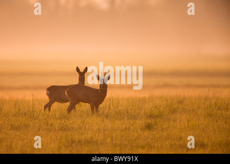 Roe Deer in Field, Germany Stock Photo