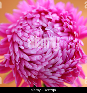 beautifully bright pink aster Jane-Ann Butler Photography JABP869 Stock Photo