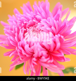 striking pink aster bloom Jane-Ann Butler Photography JABP874 Stock Photo