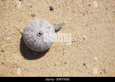 Sea Urchin Shell, Baja California Sur, Mexico Stock Photo