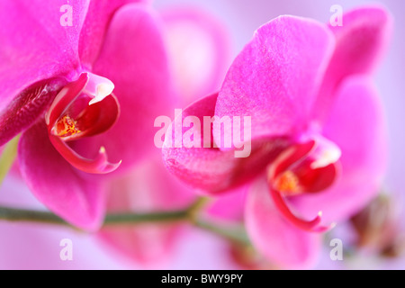 bold pink moth orchid stem Jane-Ann Butler Photography JABP879 Stock Photo