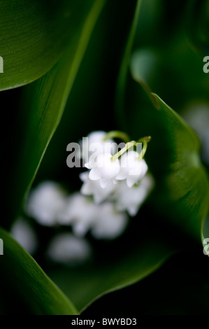 Lily of the valley - Convallaria majalis Stock Photo