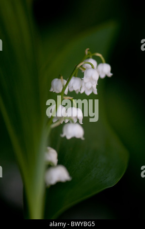 Lily of the valley - Convallaria majalis Stock Photo