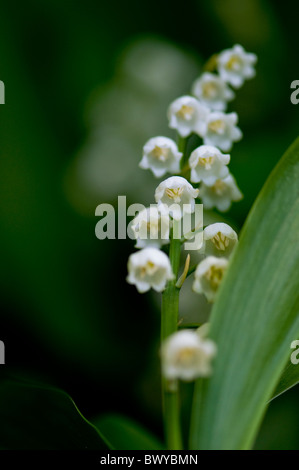 Lily of the valley - Convallaria majalis Stock Photo