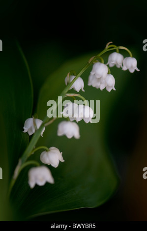 Lily of the valley - Convallaria majalis Stock Photo