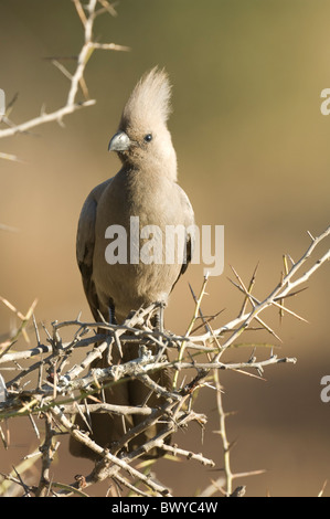 Grey go-away Bird Corythaixoides concolor Kruger National Park South Africa Stock Photo