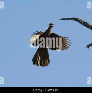 Grey go-away Bird Corythaixoides concolor Kruger National Park South Africa Stock Photo