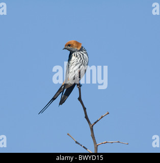 Lesser Striped Swallow (Hirundo abyssinica Stock Photo - Alamy