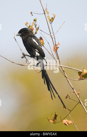 Magpie Shrike Corvinella melanoleuca Kruger National Park South Africa Stock Photo