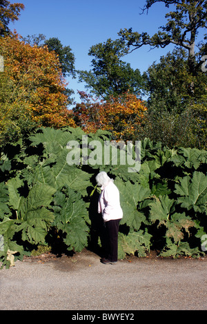 GUNNERA MANICATA. Stock Photo