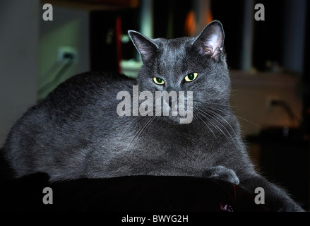 A young Russian Blue Cat relaxing on the back of a leather lounge chair.