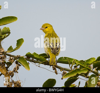 Village Weaver Ploceus cucullatus Kruger National Park South Africa Stock Photo