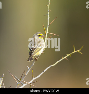 Yellow-Fronted Canary Crithagra mozambica Kruger National Park South Africa Stock Photo