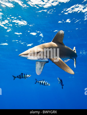 oceanic whitetip shark, Carcharhinus longimanus, with pilot fish, Naucrates ductor, Kona Coast, Big Island, Hawaii, USA, Pacific Stock Photo