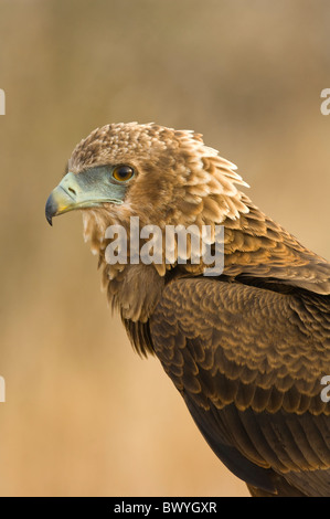 Bateleur Terathopius ecaudatus Kruger National Park South Africa Stock Photo