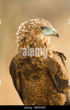 Bateleur (Terathopius ecaudatus ),Kruger National Park, South Africa Stock Photo