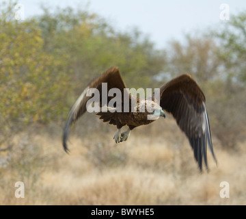 Bateleur Terathopius ecaudatus Kruger National Park South Africa Stock Photo