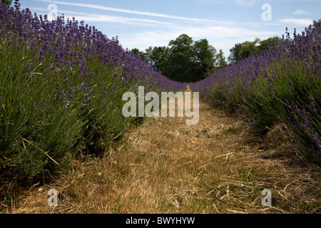 Mayfield Lavender farm Banstead Surrey England Stock Photo