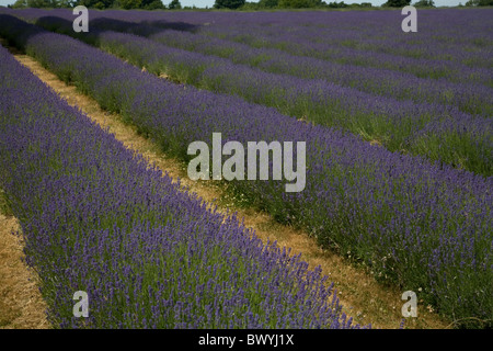 Mayfield Lavender farm Banstead Surrey England Stock Photo